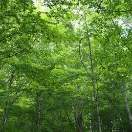 Learning to be a Naturalist at Hubbard Brook